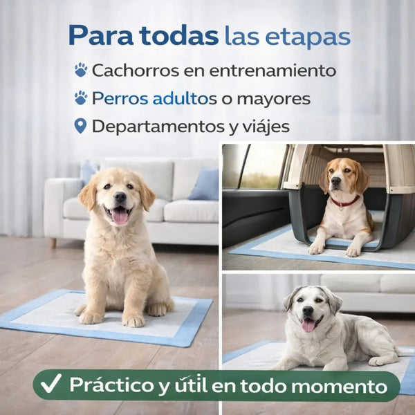 Pañales Entrenamiento Mascotas Perros Absorbente